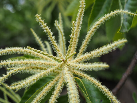 栗子树开花特写