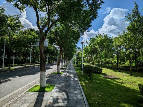 绿树成荫的城市林荫道