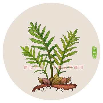 骨碎补