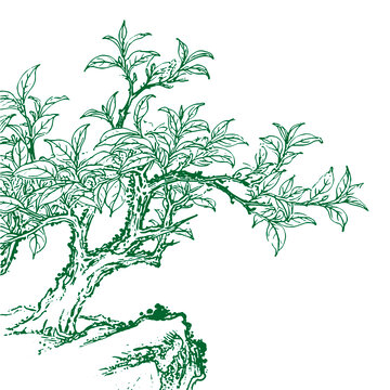 墨绿枝叶繁茂的茶树手绘线稿矢量图