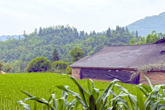山村稻田