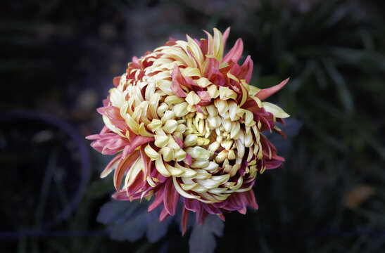 彩色菊花