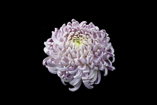 粉色菊花