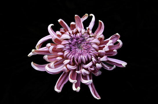 红色菊花