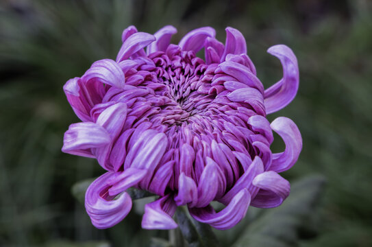 紫色菊花