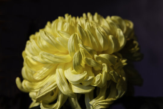 黄色菊花