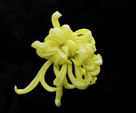 黄色菊花
