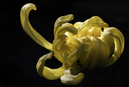 黄色菊花