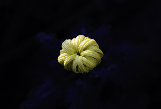 黄色菊花