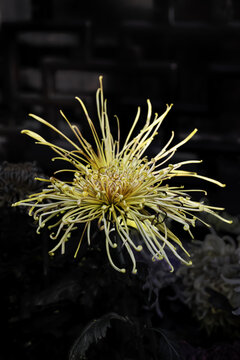 金丝菊