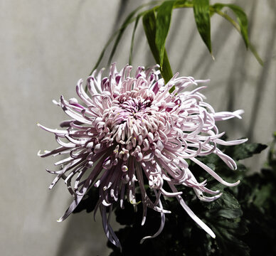 烟花菊