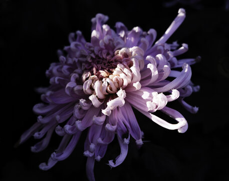 烟花菊