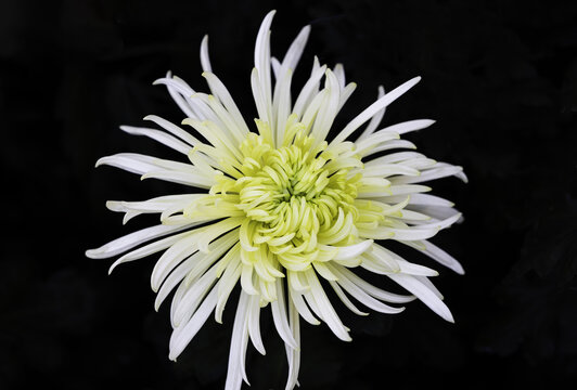 烟花菊
