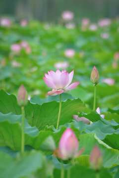 荷花
