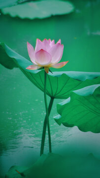 荷花