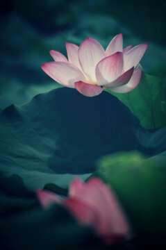荷花