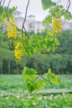 腊肠花