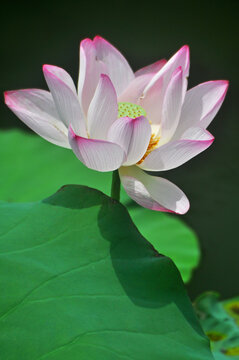 荷花