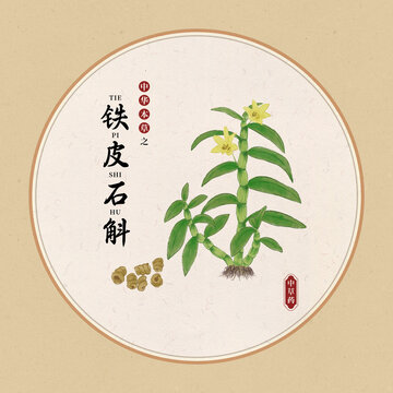铁皮石斛插图