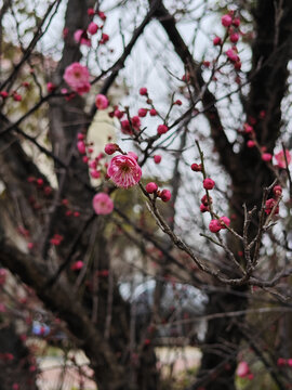 梅花