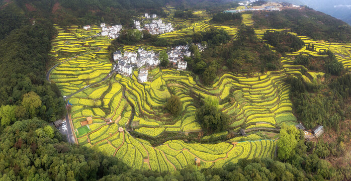 宽幅梯田油菜花海的乡村风光
