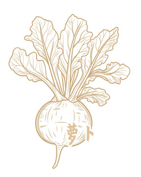 手绘线条风萝卜插画
