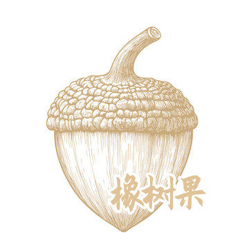 手绘风格的橡树果插画