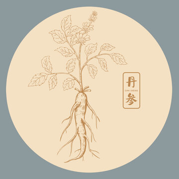 丹参插画手绘