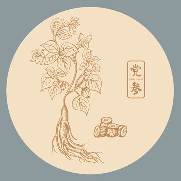 党参插画手绘
