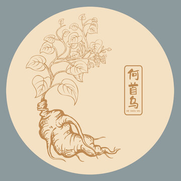 何首乌插画手绘
