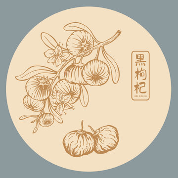 黑枸杞插画手绘
