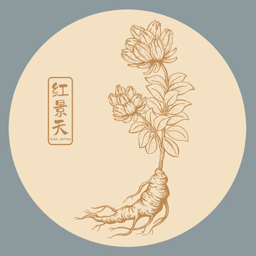 红景天插画手绘