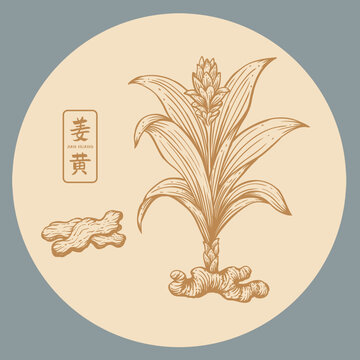 姜黄插画手绘