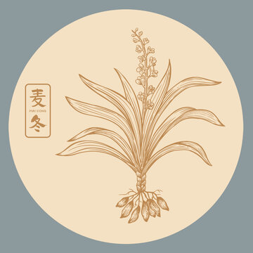 麦冬插画手绘