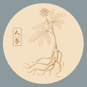人参插画手绘