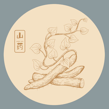山药插画手绘