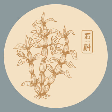 石斛插画手绘