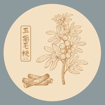 五指毛桃插画手绘