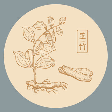 玉竹插画手绘