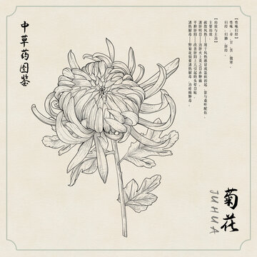 菊花草药插画图鉴黑白