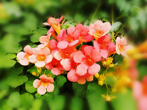 凌霄花