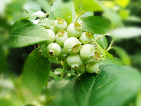 青嫩未熟的蓝莓果实与绿叶
