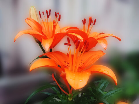 百合花