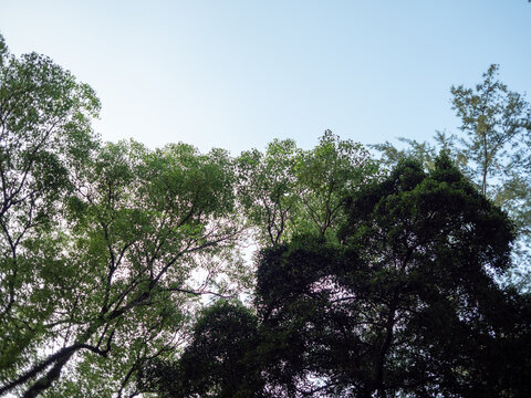 城市中的大树建筑旁的大树茂密