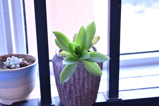 窗边的清新多肉植物