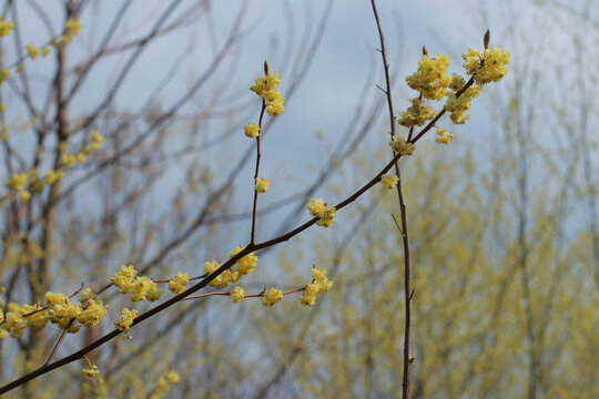 鲜花