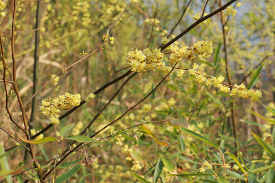 鲜花