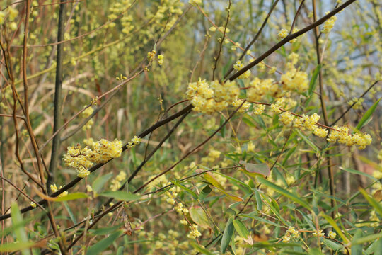 鲜花