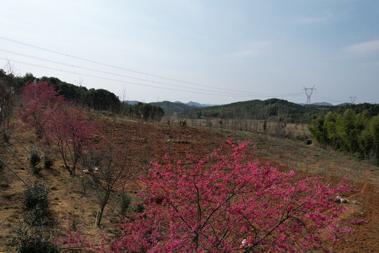 樱花林