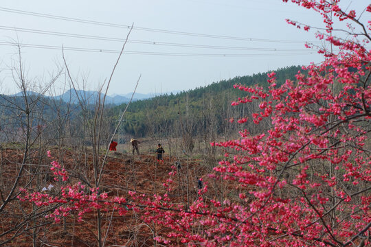 鲜花